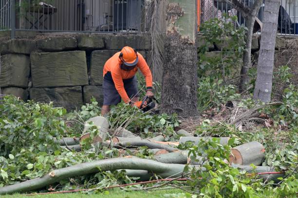 Best Tree Cutting Near Me  in Ilchester, MD